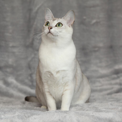 Un adorable chat asiatique burmilla à la poitrine blanche et aux yeux verts
