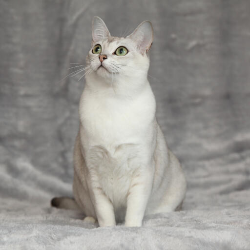 Un adorable chat asiatique burmilla à la poitrine blanche et aux yeux verts Un adorable chat asiatique burmilla à la poitrine blanche et aux yeux verts