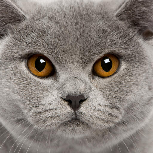 Un beau british shorthair avec des yeux orange foncé