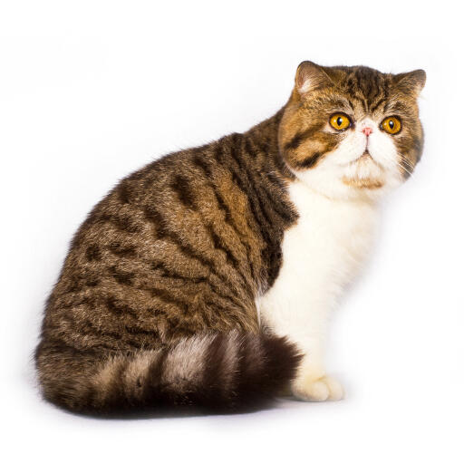 Chat Exotic Shorthair Races De Chat
