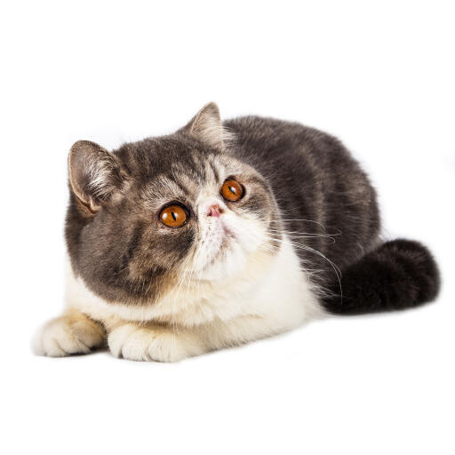 Un chat exotique bicolore tabby à poil court couché