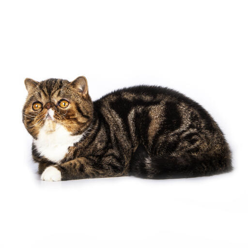 Un chat exotique bicolore tabby à poils courts couché avec une patte repliée sous lui