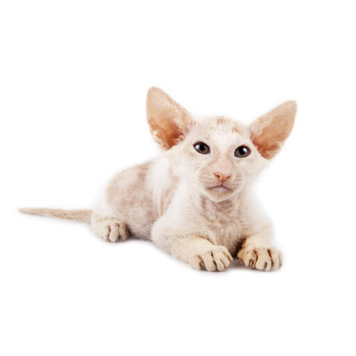 Un peterbald avec ses fameuses grandes oreilles