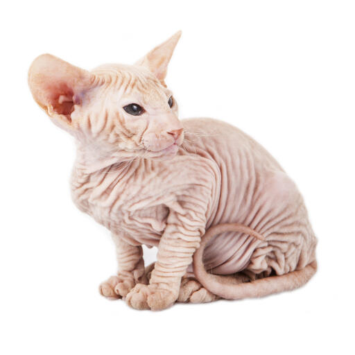 Un chat peterbald sans poils à la peau ridée