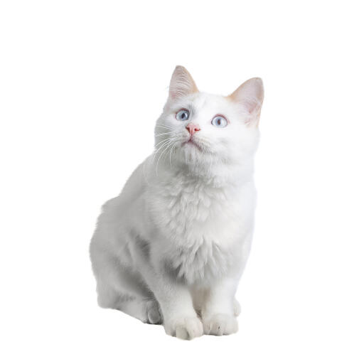 Un chaton blanc anGora avec de beaux yeux bleus