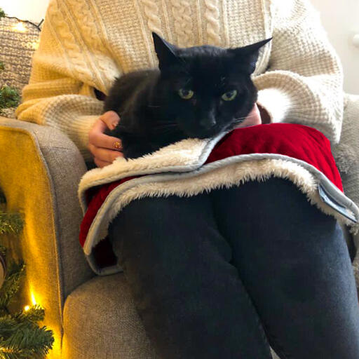 Chat noir assis sur Luxury cat christmas blanket on person