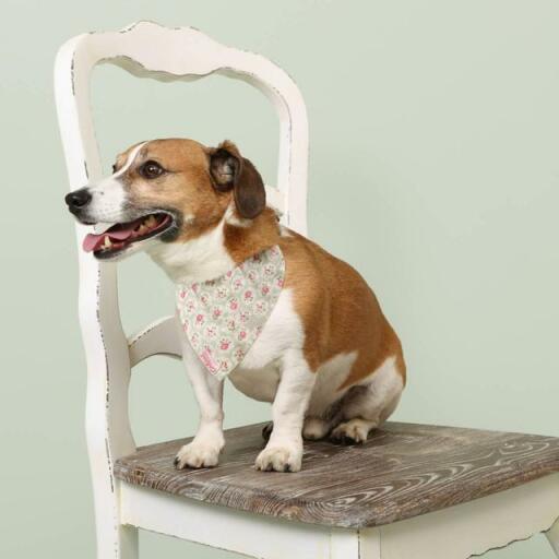 Un chien avec un bandana à fleurs cath kidston assis sur une chaise