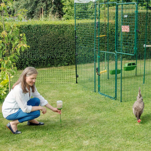 Une femme donnant des friandises aux poulets.