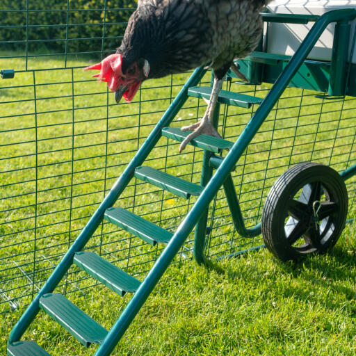 Poule qui descend Omlet Eglu Cube échelle de poulailler et de parcours