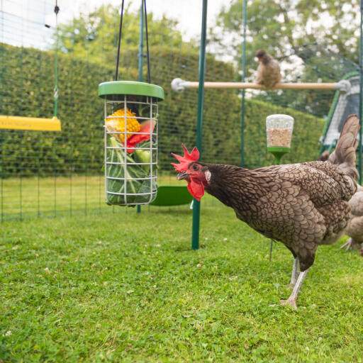 Une Grand Enclos Pour Poules est un espace idéal pour faire plaisir à vos poules avec leurs jouets et friandises préférés.