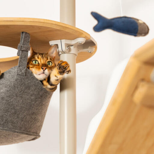 Chat assis dans un hamac de Omlet arbre à chat du sol au plafond jouant avec un poisson jouet