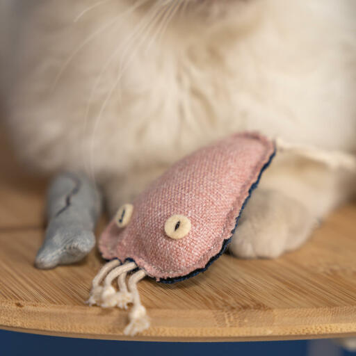 Close up of Omlet chat toy jellyfish with white cat