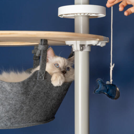 Mignon chat blanc pelucheux jouant avec un jouet poisson dans le hamac d'un arbre à chat du sol au plafond Omlet 