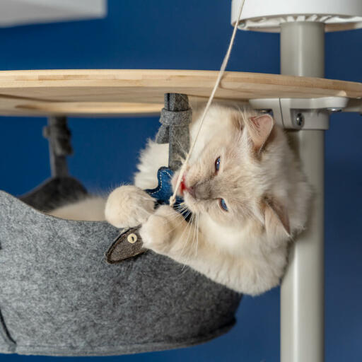 Mignon chat blanc pelucheux jouant avec un jouet poisson dans le hamac d'un arbre à chat du sol au plafond Omlet 