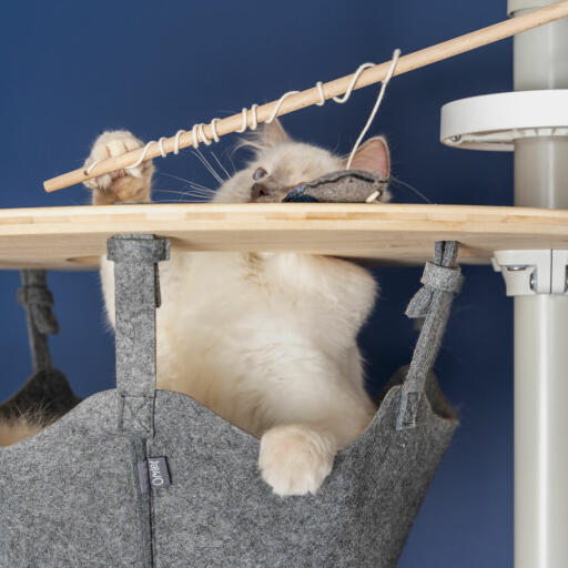 Chat blanc jouant avec un jouet en forme de poisson sur le site Omlet Freestyle arbre à chat hamac du sol au plafond