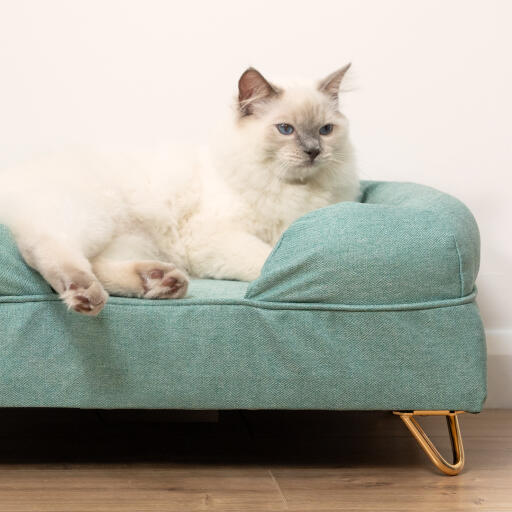 Mignon chat blanc et pelucheux assis sur un lit pour chat en mousse à mémoire de forme bleu sarcelle avec Gold hairpin feet