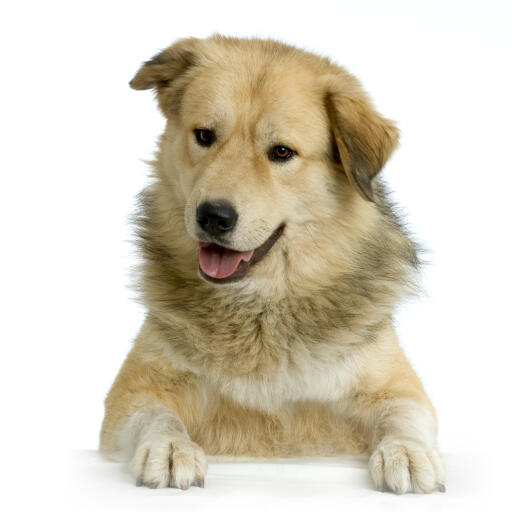 Un beau chien de berger d'anatolie au pelage épais et sain