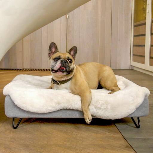 Chien couché sur Omlet Topology lit pour chien avec surmatelas en peau de mouton et pieds ronds en bois