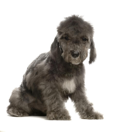 Un beau petit chiot bedlington terrier assis bien sagement