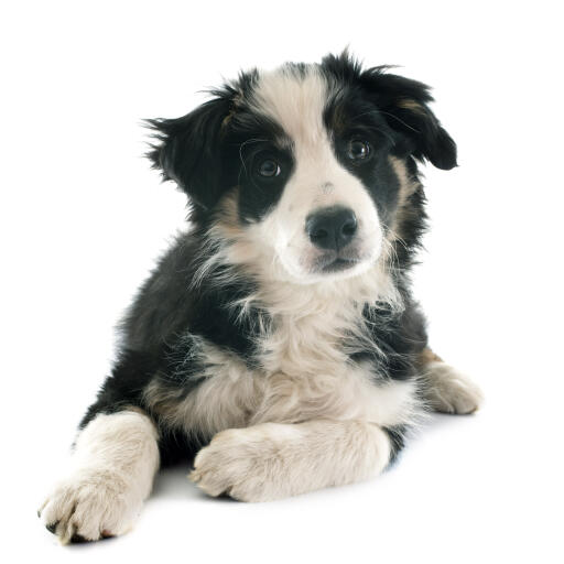 Un chiot border collie qui mûrit en bonne santé