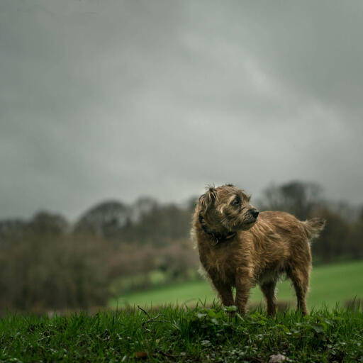 Un border terrier adulte, profitant d'un peu d'exercice sous la pluie