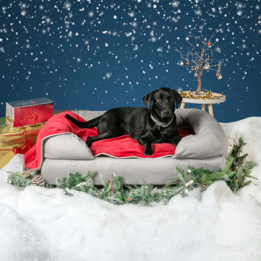 Un labrador noir sur un lit à mémoire de forme gris dans une installation sur le thème de noël