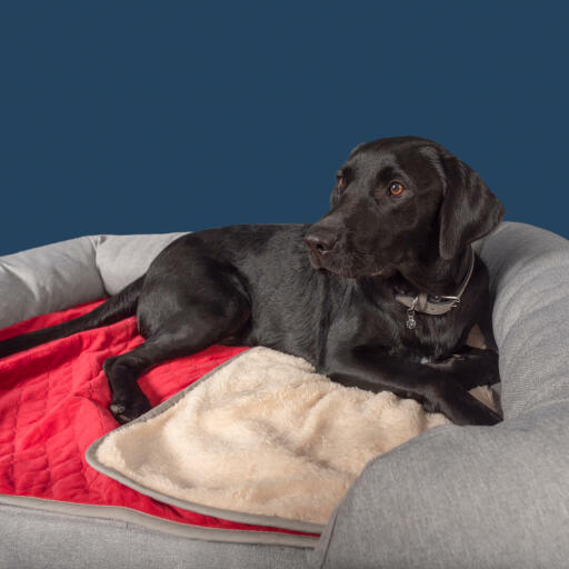 Un labrador noir sur un lit à traversin en mousse à mémoire de forme gris avec une couverture douce de noël Luxury