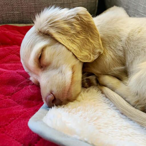 Un chien endormi sur une couverture rouge et douce