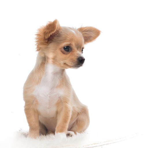 Un chiot chihuahua brun clair au pelage doux