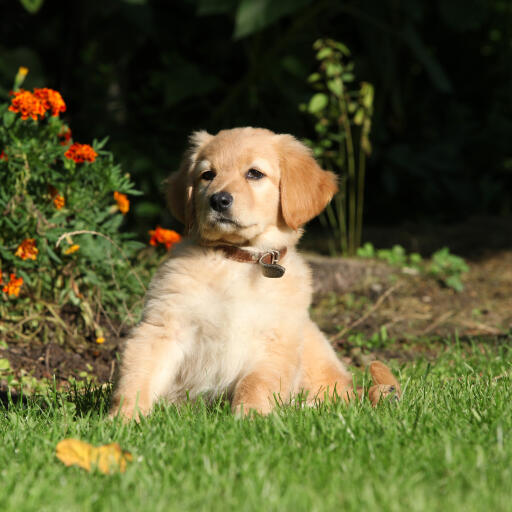 Un adorable petit chiot hovawart avec un poil court incroyablement doux et de grandes oreilles tombantes.