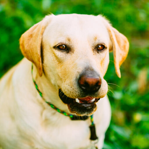 Gros plan sur le magnifique pelage double et épais d'un labrador retriever.