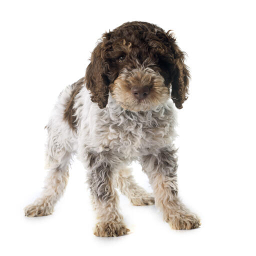 Un beau laGotto romagnolo avec des oreilles tombantes et un pelage doux