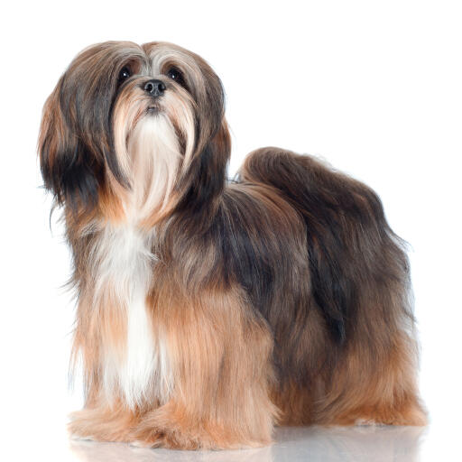 Un beau lhasa apso avec un poil bien entretenu et une grande queue touffue