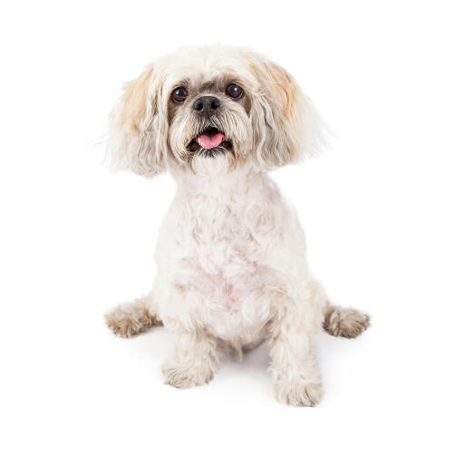 Un petit lhasa apso blanc au poil court et aux grandes oreilles touffues