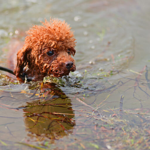 Un beau petit caniche miniature qui profite d'une baignade rafraîchissante.