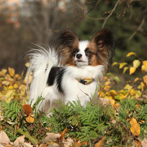 Un papillon courageux avec une belle fourrure duveteuse