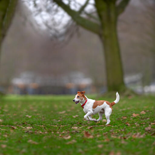 Un parson russell terrier qui fait un peu d'exercice mérité sans laisse.