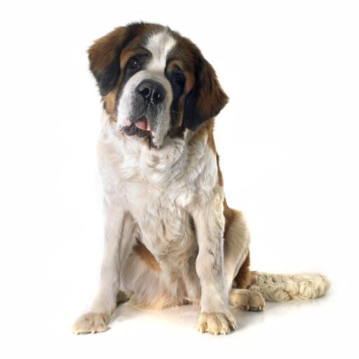 Un grand saint bernard adulte assis, attendant des ordres