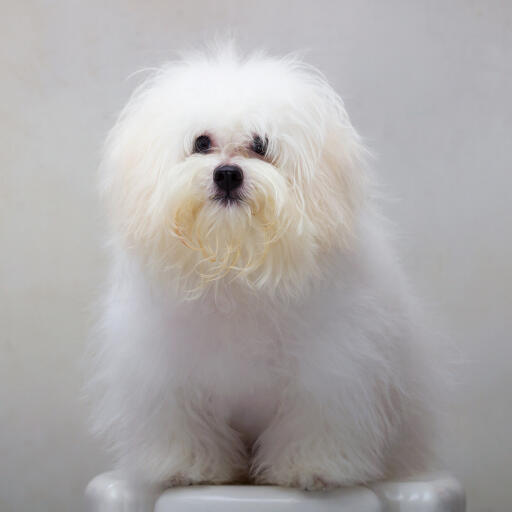 Un shih tzu avec un gros poil duveteux, montrant sa barbe touffue