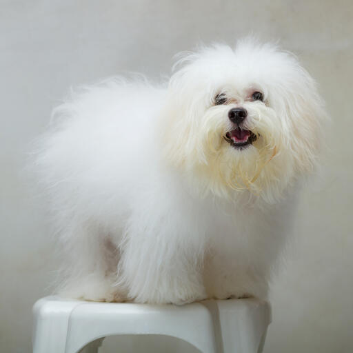 Un adorable petit shih tzu au pelage blanc incroyablement soigné