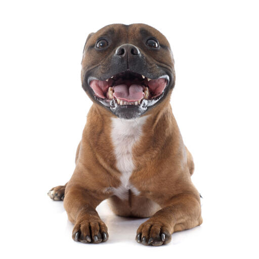 Un jeune staffordshire bull terrier excitable et enjoué haletant