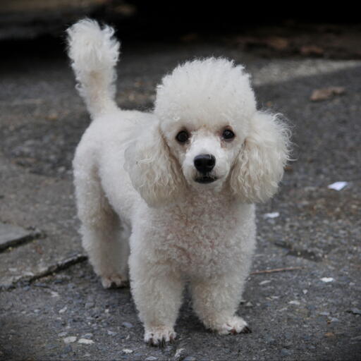 Un merveilleux petit caniche à poil blanc, montrant sa belle et grande queue.