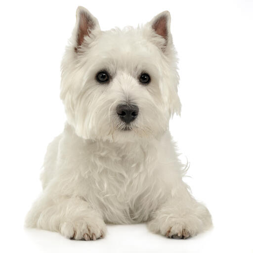 Un west highland terrier mature couché proprement sur le sol