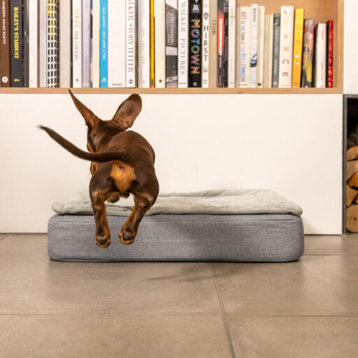 Teckel sautant sur Omlet Topology lit pour chien avec couverture matelassée