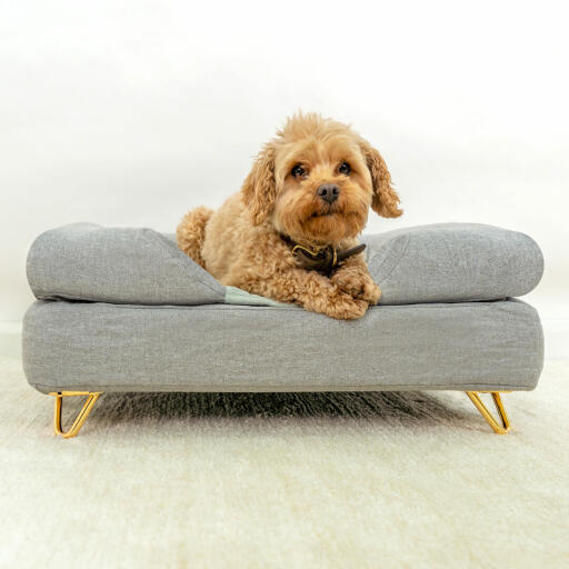 Chien assis sur Omlet Topology lit pour chien avec traversin gris et Gold pieds en épingle à cheveux en métal