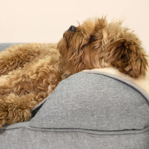 Transformez le lit de votre chien avec une couverture chaude et extra douce dont ils rafoleront.