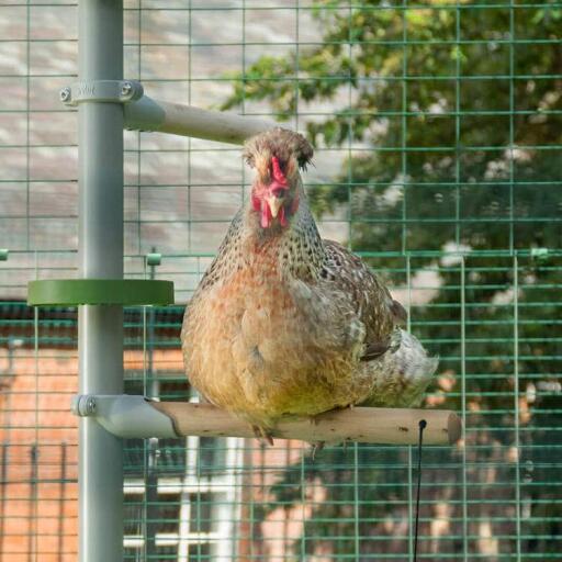 Poule perchée sur le perchoir de Poletree dans un poulailler à pied