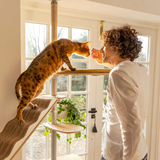 Chat reniflant l'homme sur Freestyle arbre à chat du sol au plafond