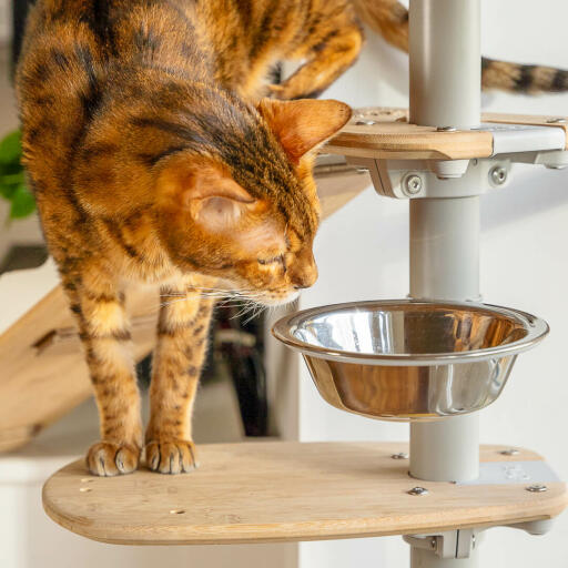 Chat enquêtant bol à friandises sur Freestyle arbre à chat d'intérieur au sol et au plafond