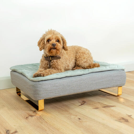 Chien assis sur Omlet Topology lit pour chien avec couverture matelassée topper et Gold rail feet